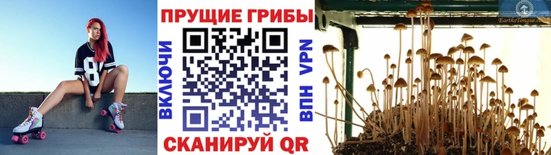 Псилоцибиновые грибы Psilocybe  Пикалёво 